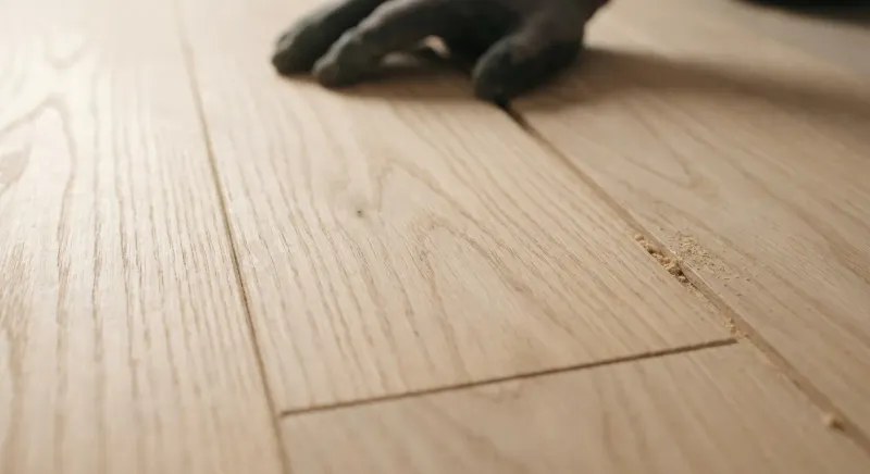 Close-up of freshly sanded hardwood grain